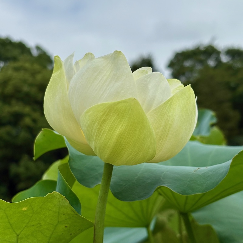 漢蓮