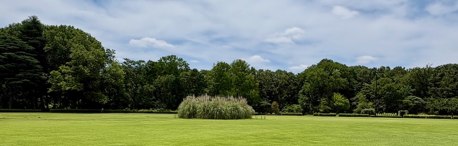 神代植物公園の芝生広場とパンパスグラス、青い空