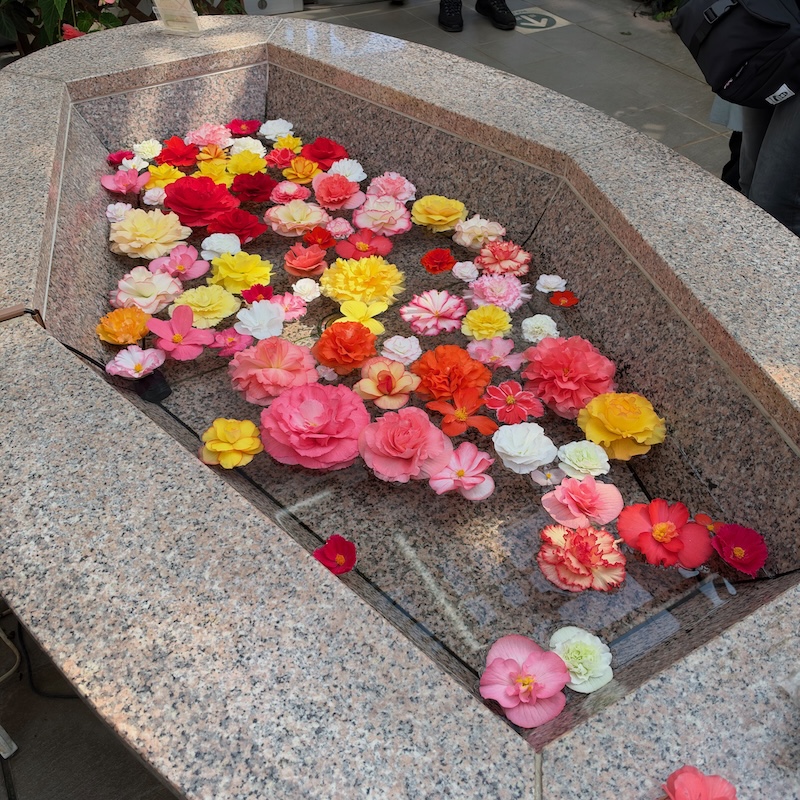 ベゴニアの花手水