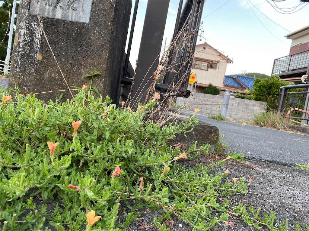 f:id:utsugi-bridge:20210813162842j:plain
