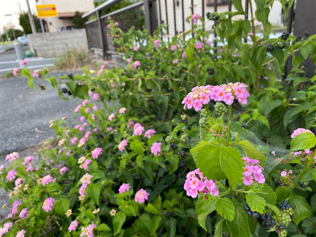 f:id:utsugi-bridge:20210813162859j:plain