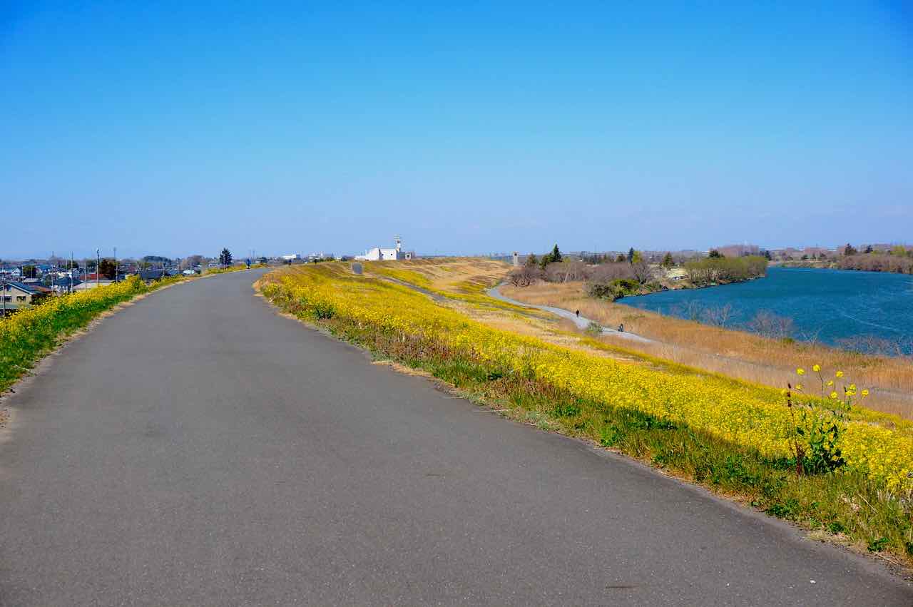 荒川サイクリングロードに菜の花が満開