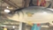 マグロ(偽物）