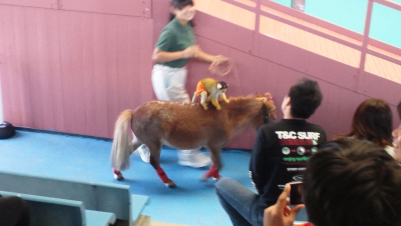馬と猿