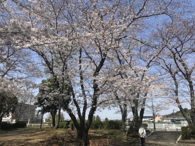 公園の桜