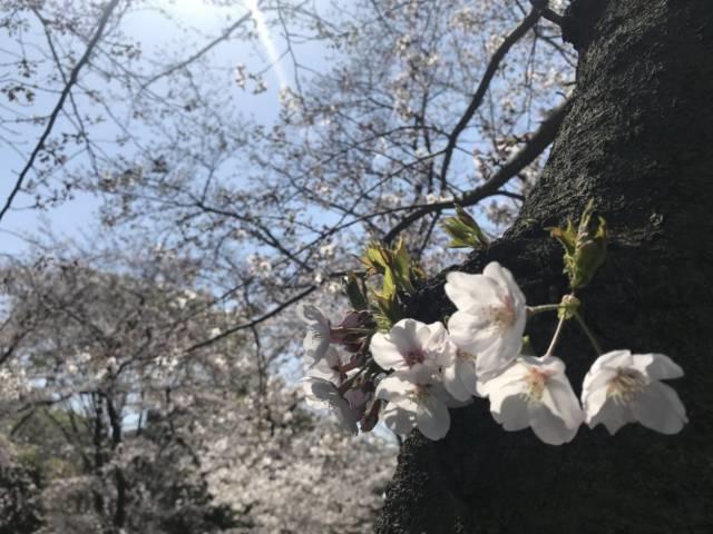 公園の桜の幹