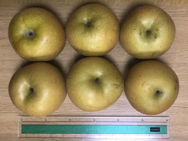 「あきづき」2Lの大きさ