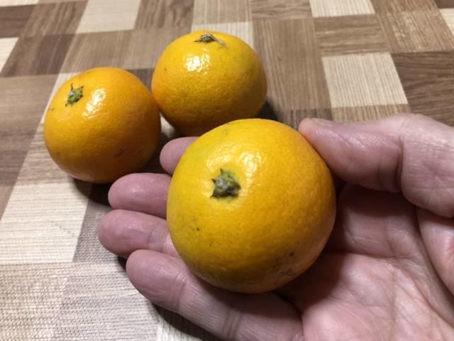 Sサイズの有田みかん