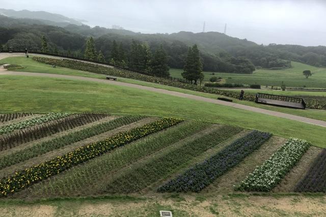 写真:「あわじ花さじき」のお花畑