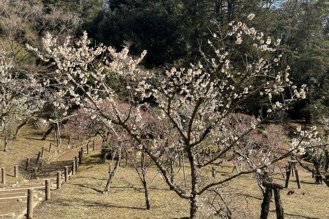 写真:成田山公園の梅