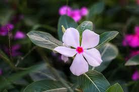 f:id:uwisizen:20190521030849j:plain f:id:uwisizen:20190521030849j:plain