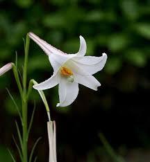 f:id:uwisizen:20190815051553j:plain f:id:uwisizen:20190815051553j:plain