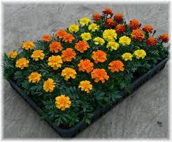 f:id:uwisizen:20200610073129j:plain f:id:uwisizen:20200610073129j:plain
