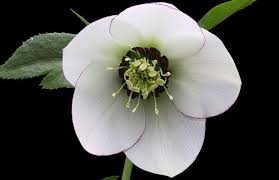 f:id:uwisizen:20200802071949j:plain f:id:uwisizen:20200802071949j:plain