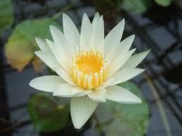 f:id:uwisizen:20200806055800j:plain f:id:uwisizen:20200806055800j:plain