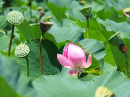 f:id:uwisizen:20200806055822j:plain f:id:uwisizen:20200806055822j:plain