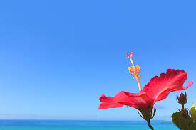 f:id:uwisizen:20200815085235j:plain f:id:uwisizen:20200815085235j:plain