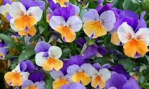 f:id:uwisizen:20210304074532j:plain