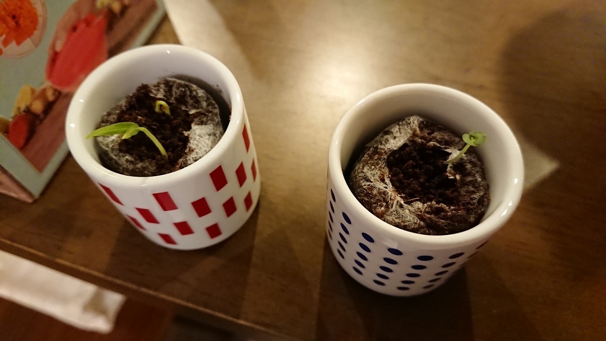 おちょこで薬味栽培 2 ものすごい勢いで生えてくる U Meiga