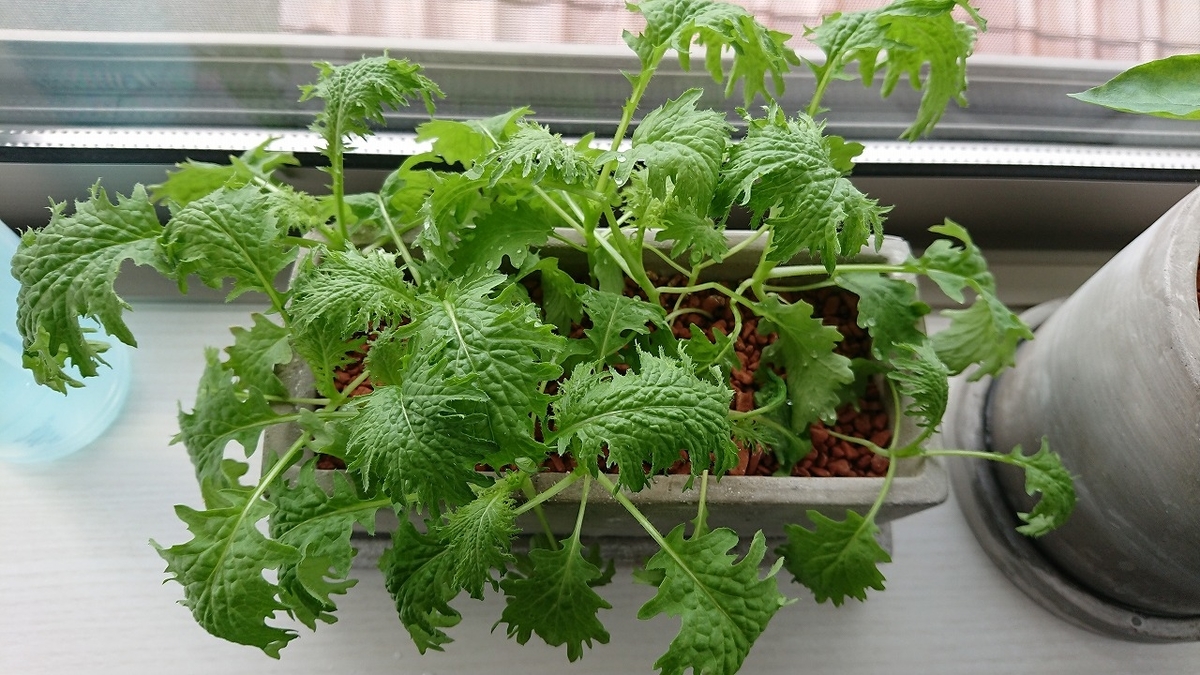 おちょこで薬味栽培 4 もっさもさのわっさわさまで成長します U Meiga