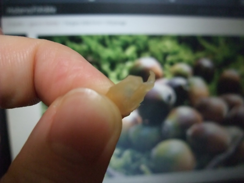 f:id:uxoru:20080530013809j:image:w300
