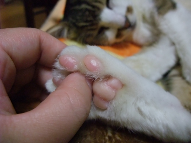 f:id:uxoru:20081010004840j:image:w300