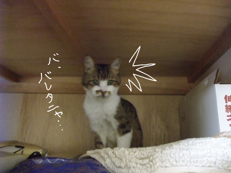 f:id:uxoru:20081019020406j:image:w300