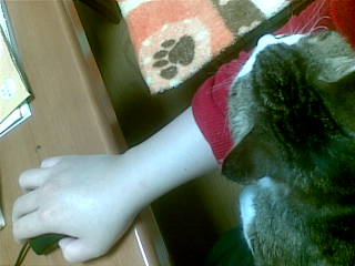 f:id:uxoru:20081031234114j:image
