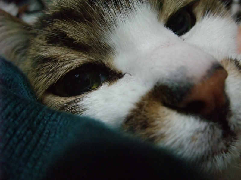 f:id:uxoru:20090423184232j:image:w350