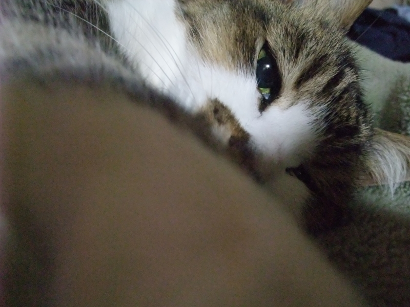 f:id:uxoru:20090426232824j:image:w350