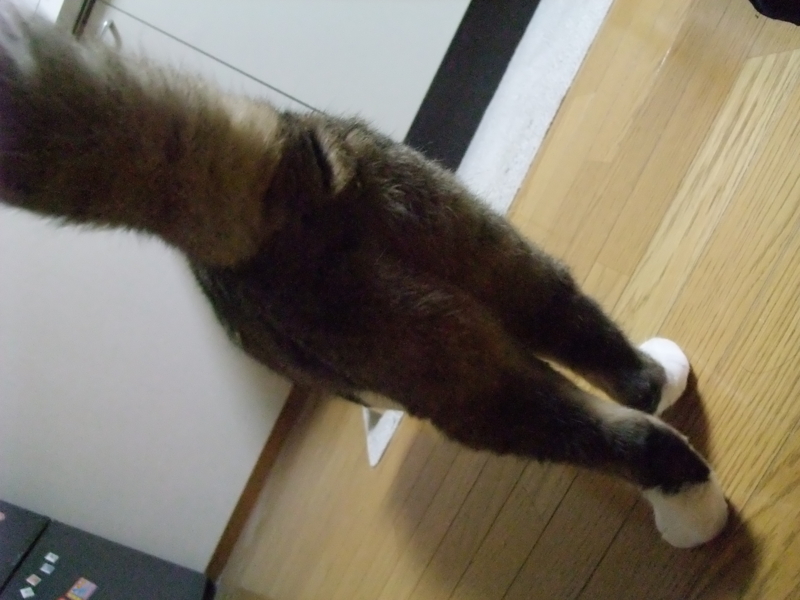 f:id:uxoru:20090818214456j:image:w350