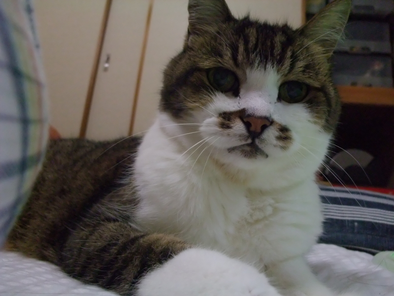 f:id:uxoru:20090904234624j:image:w350