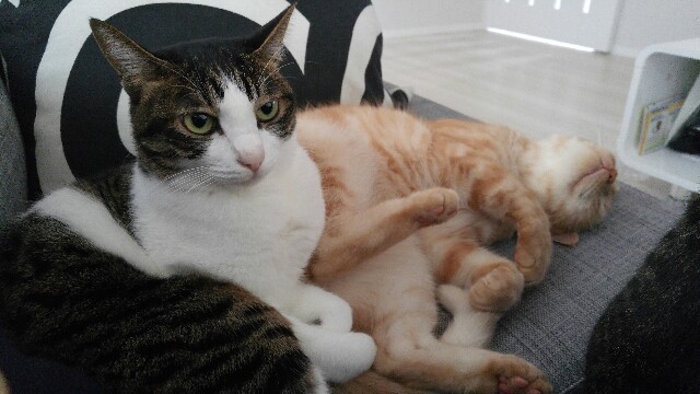 f:id:uxus:20161225204454j:image