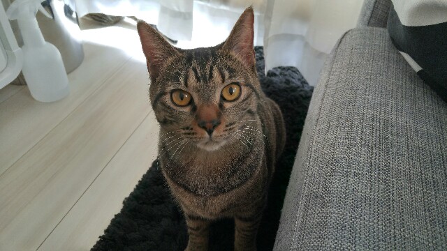 f:id:uxus:20170330175920j:image