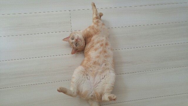 f:id:uxus:20170424081700j:image