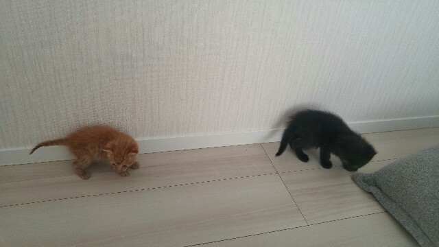 f:id:uxus:20170528111444j:image