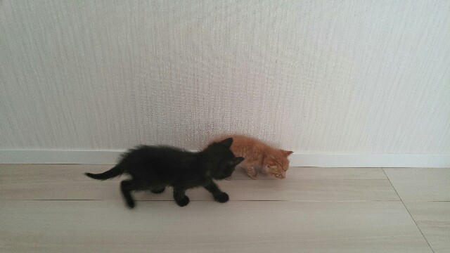 f:id:uxus:20170528111619j:image