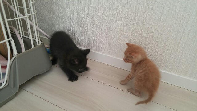 f:id:uxus:20170528111726j:image