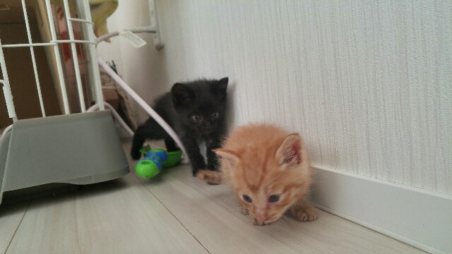 f:id:uxus:20170528112153j:image