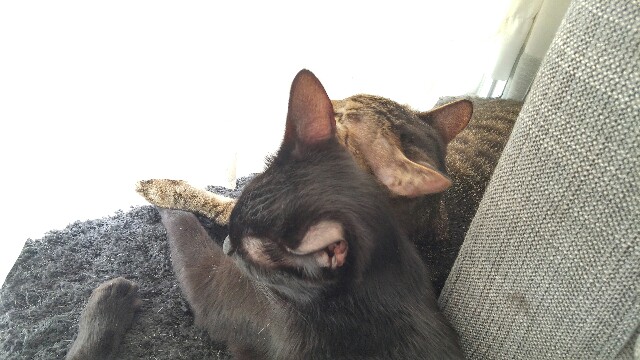 f:id:uxus:20170610220254j:image