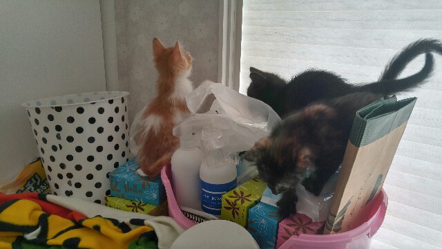 f:id:uxus:20170613110233j:image