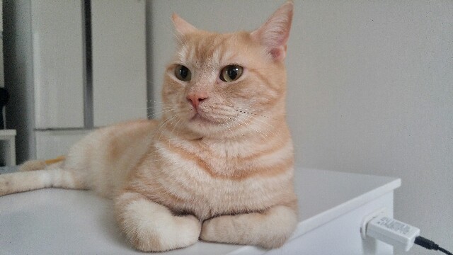 f:id:uxus:20180608085912j:image