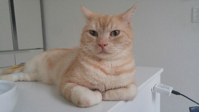 f:id:uxus:20180608085933j:image