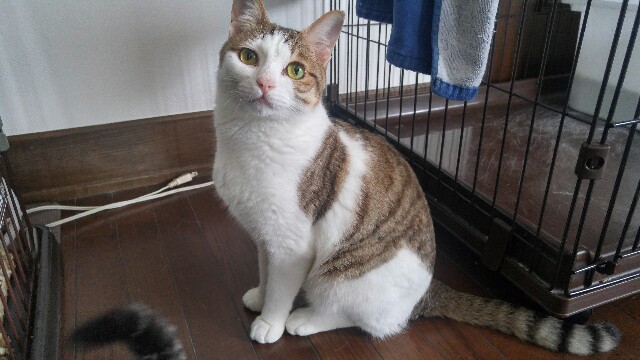 f:id:uxus:20180612131047j:image f:id:uxus:20180612131047j:image