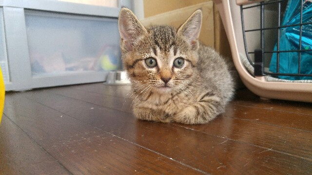 f:id:uxus:20180612131501j:image f:id:uxus:20180612131501j:image