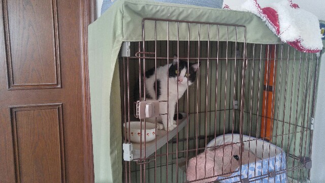 f:id:uxus:20180612131720j:image f:id:uxus:20180612131720j:image