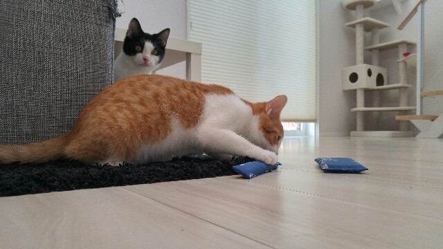 f:id:uxus:20181225100015j:image f:id:uxus:20181225100015j:image