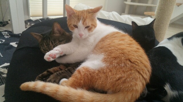 ねこがあくびしたときに口の臭い嗅ぐのが好きです にゃーーーー 6 ねこがあくびしたときに口の臭い嗅ぐのが好きです にゃーーーー 6