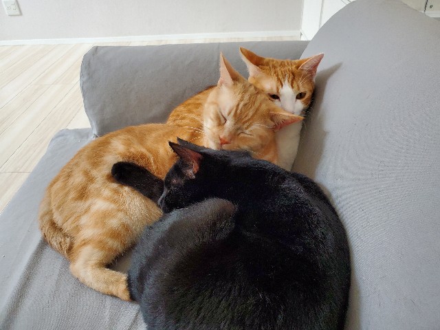 f:id:uxus:20200130114517j:image