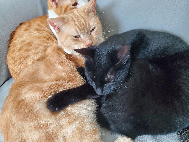 f:id:uxus:20200130114752j:image